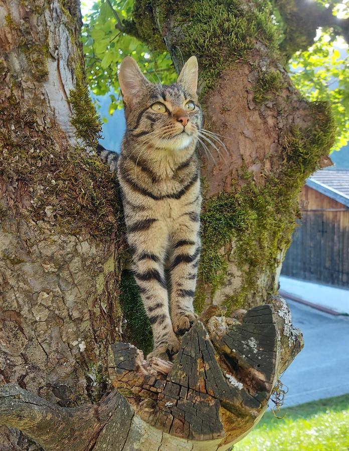 Вилла Almhof Grub Ваграйн Экстерьер фото